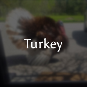 Dont let some turkey stand in your way!